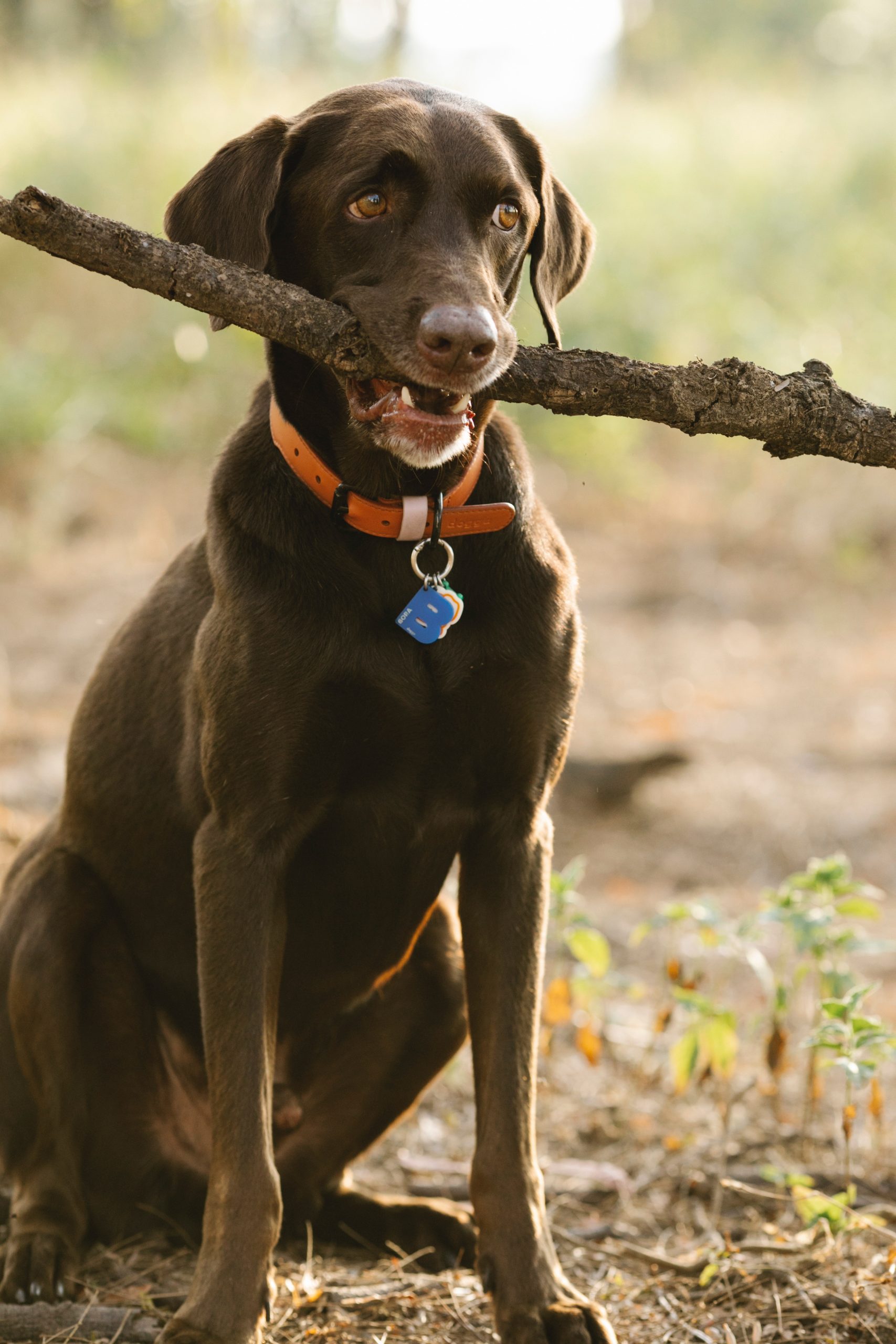 Dog Puzzle UK