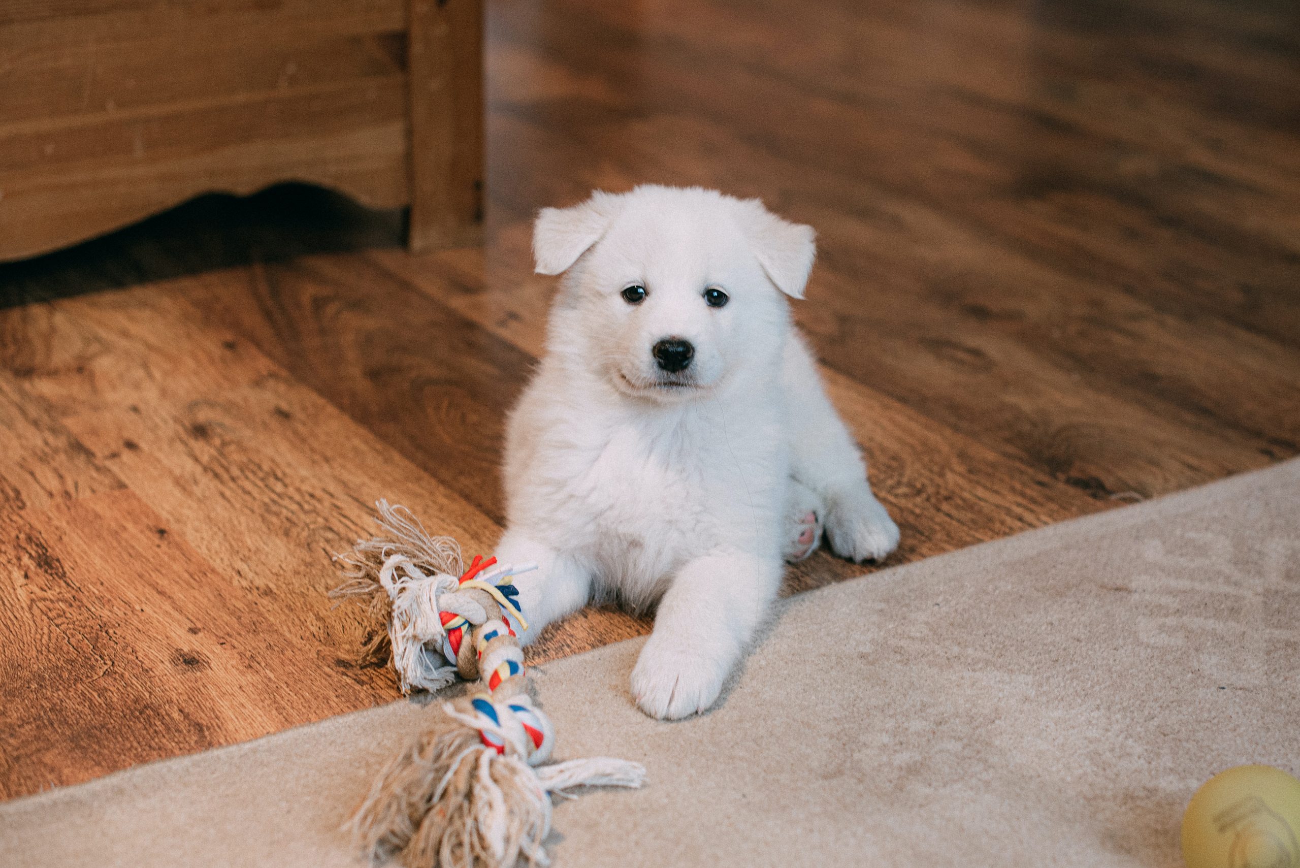 Dog Toys